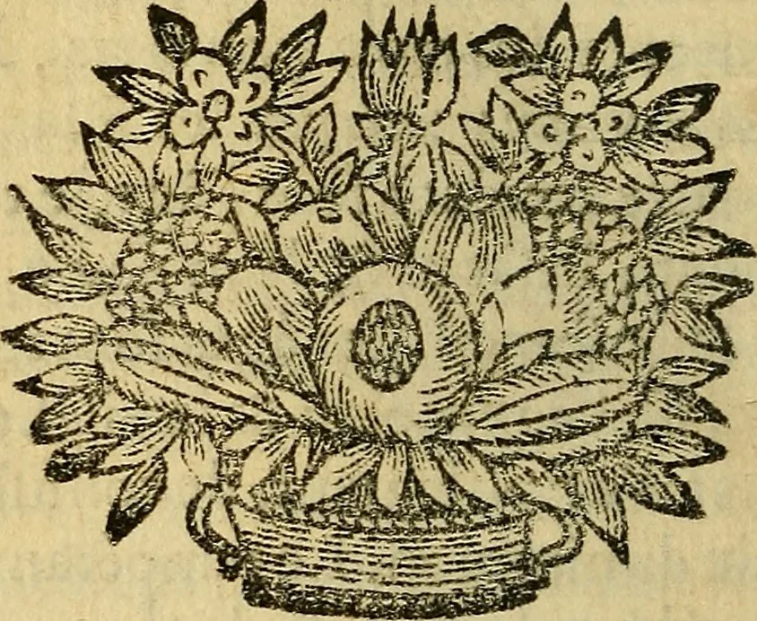 An illustration from Nouveau cours de medecine, ou, Selon les principes de la nature & des mécaniques, 1669, leaf 205