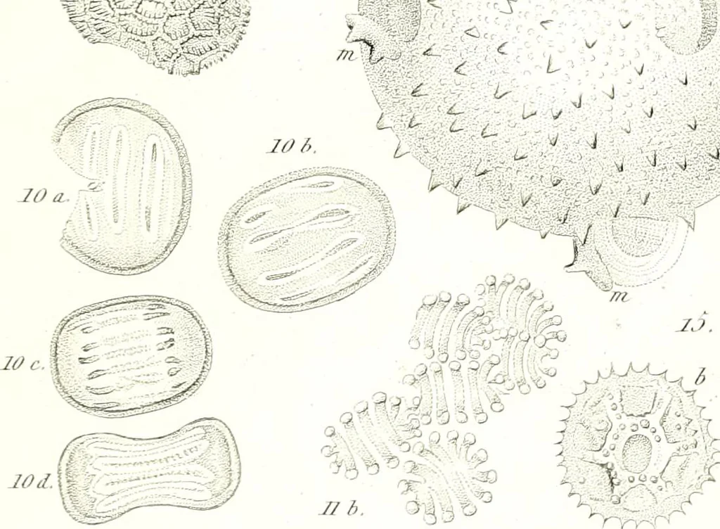 An illustration from Nouveau manuel complet de l'observateur au microscope, 1843, leaf 100