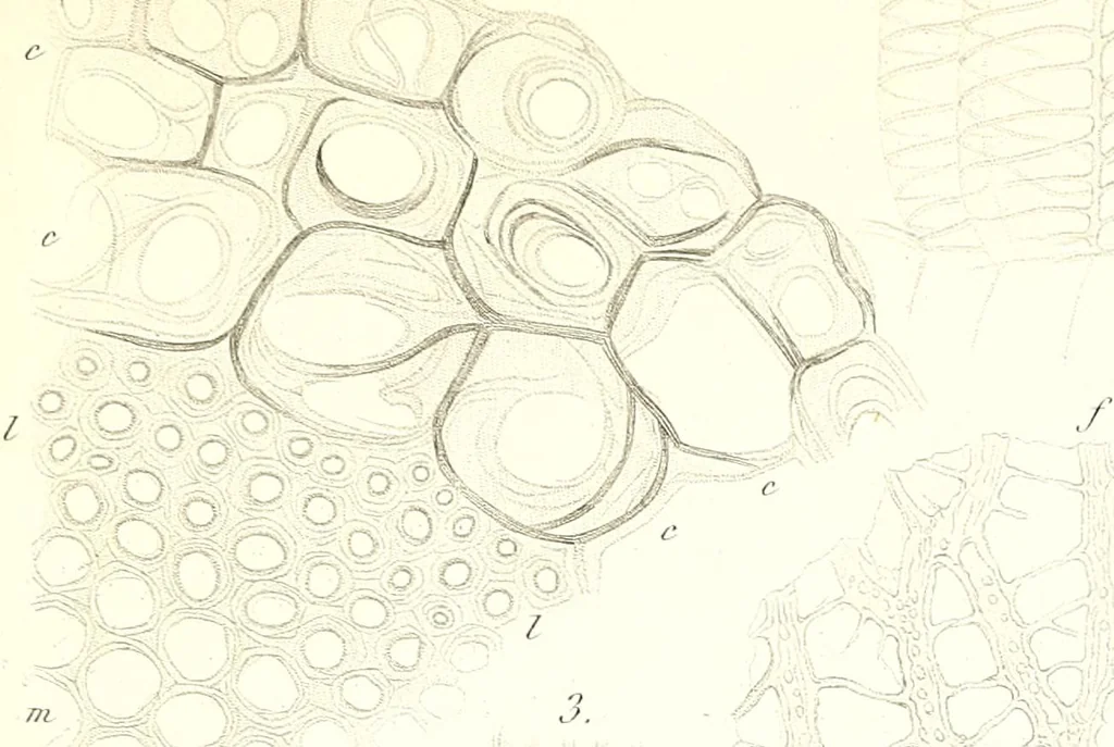 An illustration from Nouveau manuel complet de l'observateur au microscope, 1843, leaf 106