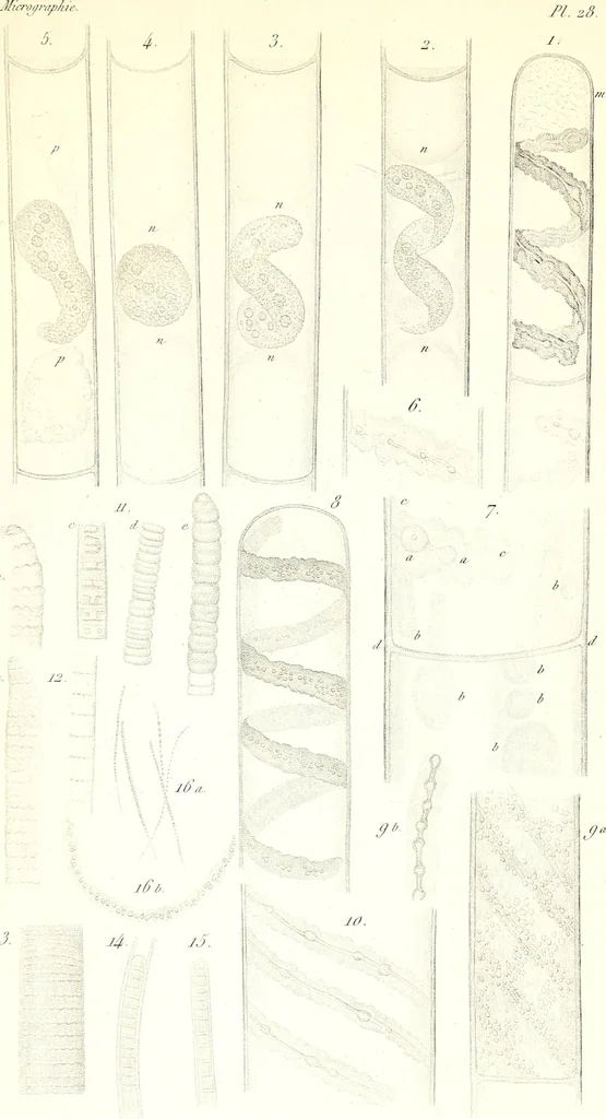 An illustration from Nouveau manuel complet de l'observateur au microscope, 1843, leaf 108