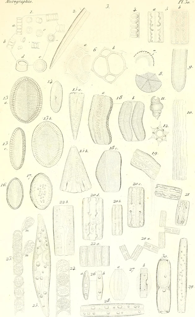 An illustration from Nouveau manuel complet de l'observateur au microscope, 1843, leaf 112