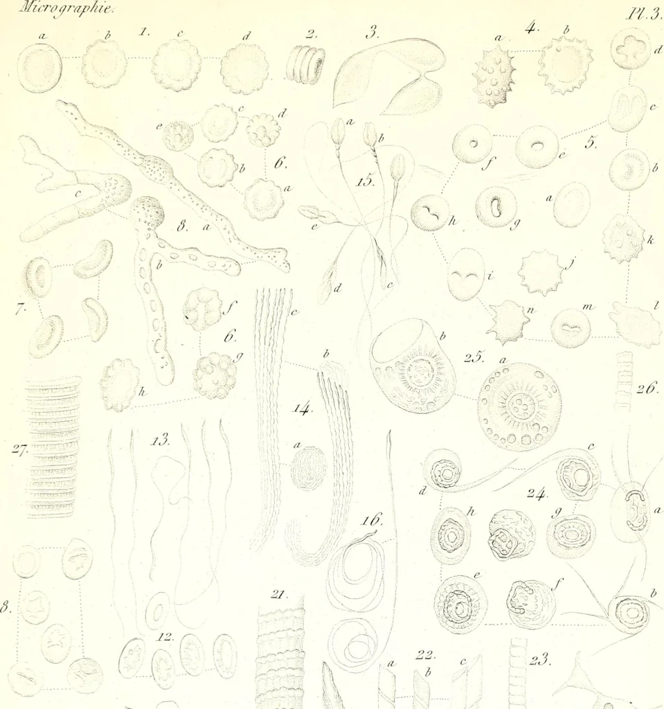 An illustration from Nouveau manuel complet de l'observateur au microscope, 1843, leaf 58