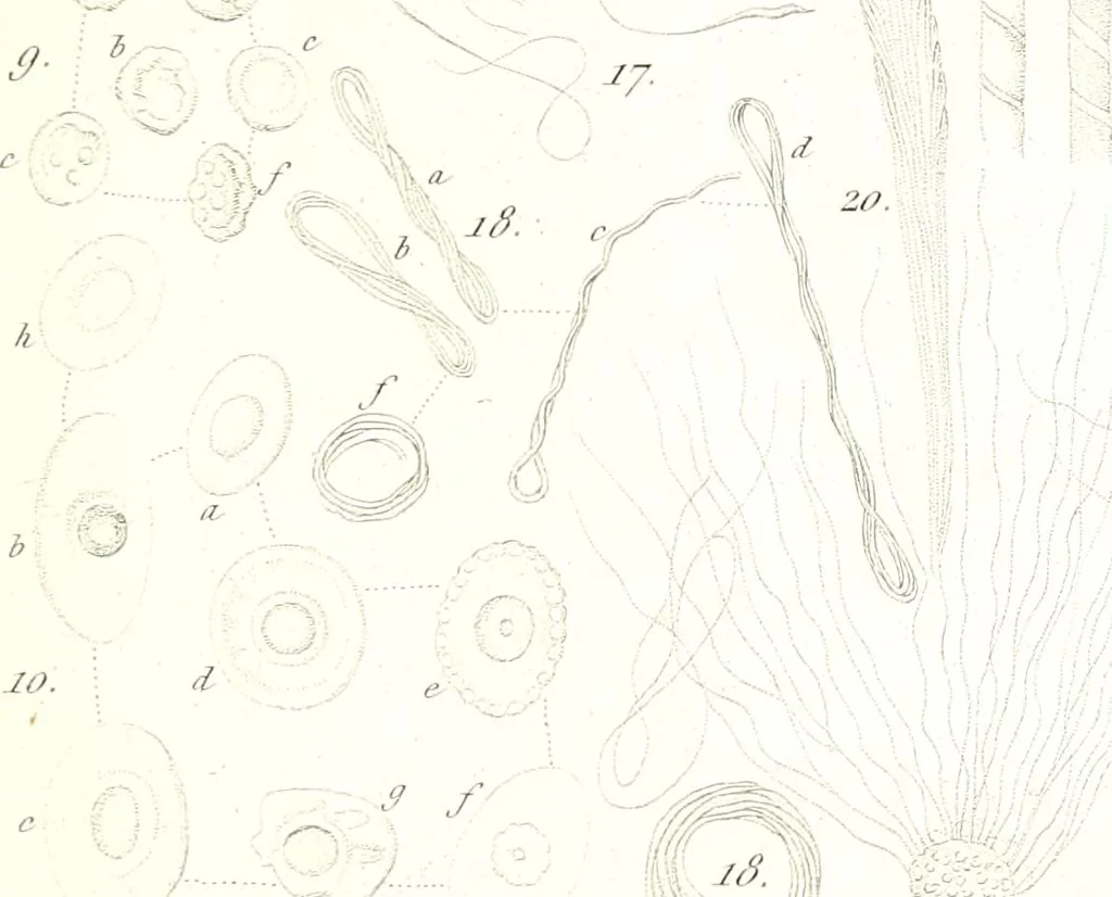 An illustration from Nouveau manuel complet de l'observateur au microscope, 1843, leaf 58
