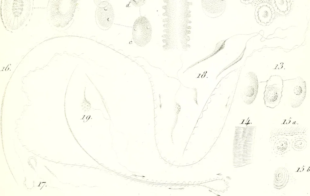 An illustration from Nouveau manuel complet de l'observateur au microscope, 1843, leaf 60