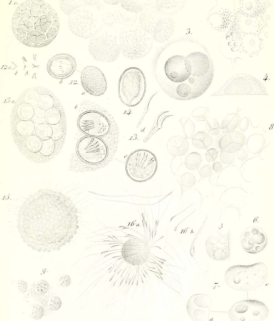 An illustration from Nouveau manuel complet de l'observateur au microscope, 1843, leaf 62