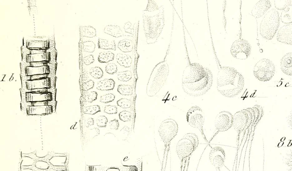 An illustration from Nouveau manuel complet de l'observateur au microscope, 1843, leaf 64