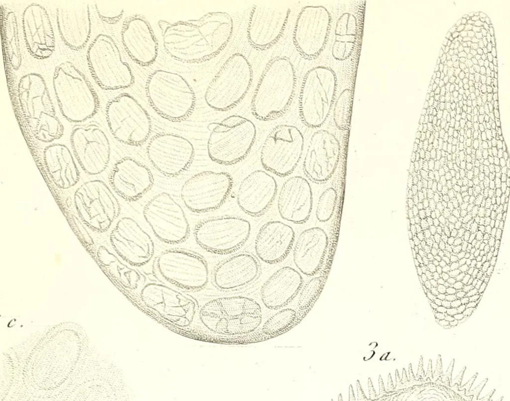 An illustration from Nouveau manuel complet de l'observateur au microscope, 1843, leaf 68