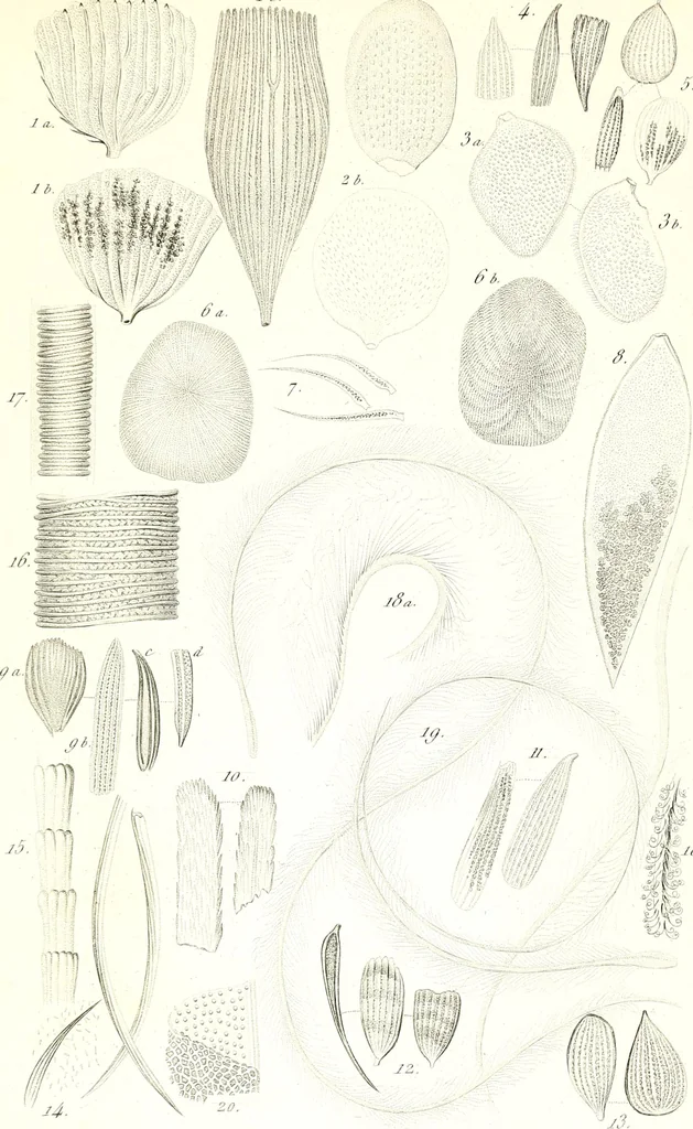 An illustration from Nouveau manuel complet de l'observateur au microscope, 1843, leaf 74