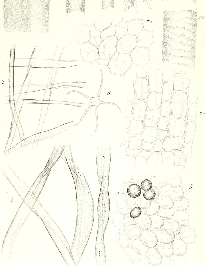 An illustration from Nouveau manuel complet de l'observateur au microscope, 1843, leaf 78