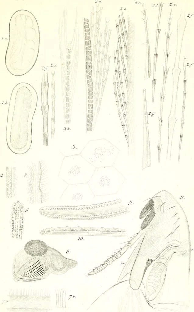 An illustration from Nouveau manuel complet de l'observateur au microscope, 1843, leaf 80