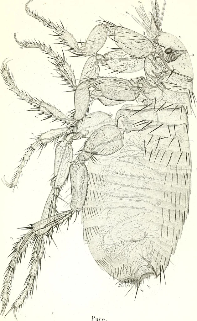 An illustration from Nouveau manuel complet de l'observateur au microscope, 1843, leaf 82