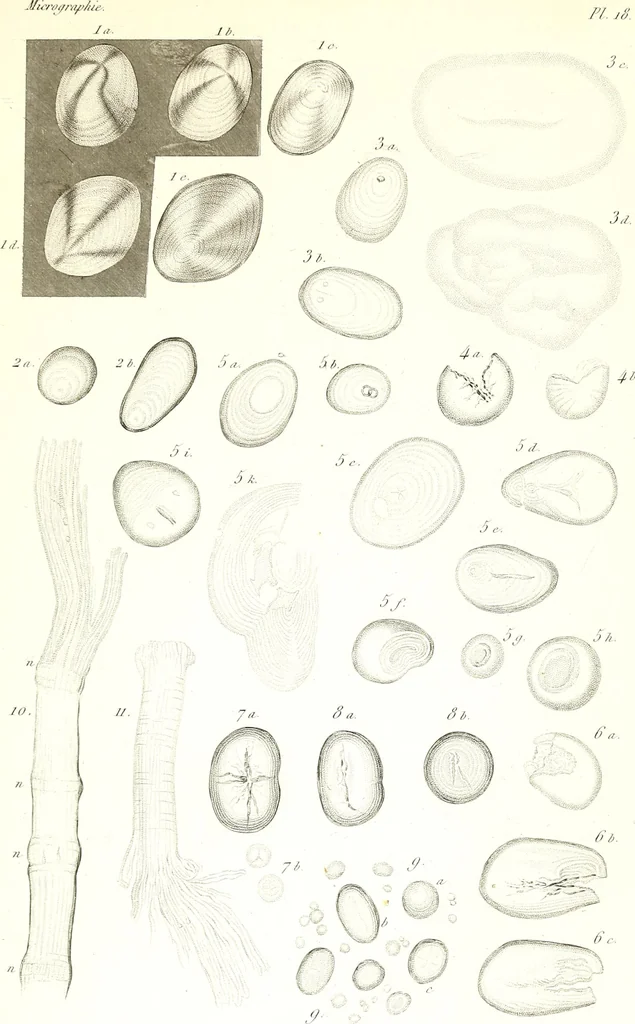 An illustration from Nouveau manuel complet de l'observateur au microscope, 1843, leaf 88