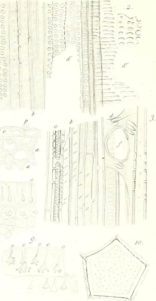An illustration from Nouveau manuel complet de l'observateur au microscope, 1843, leaf 92