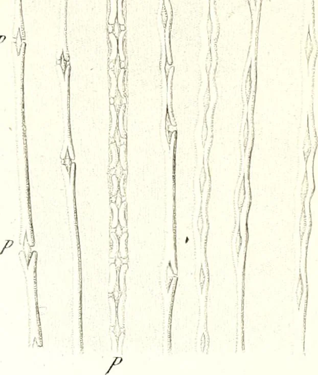 An illustration from Nouveau manuel complet de l'observateur au microscope, 1843, leaf 94