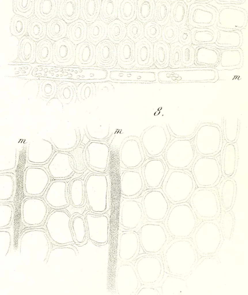 An illustration from Nouveau manuel complet de l'observateur au microscope, 1843, leaf 94