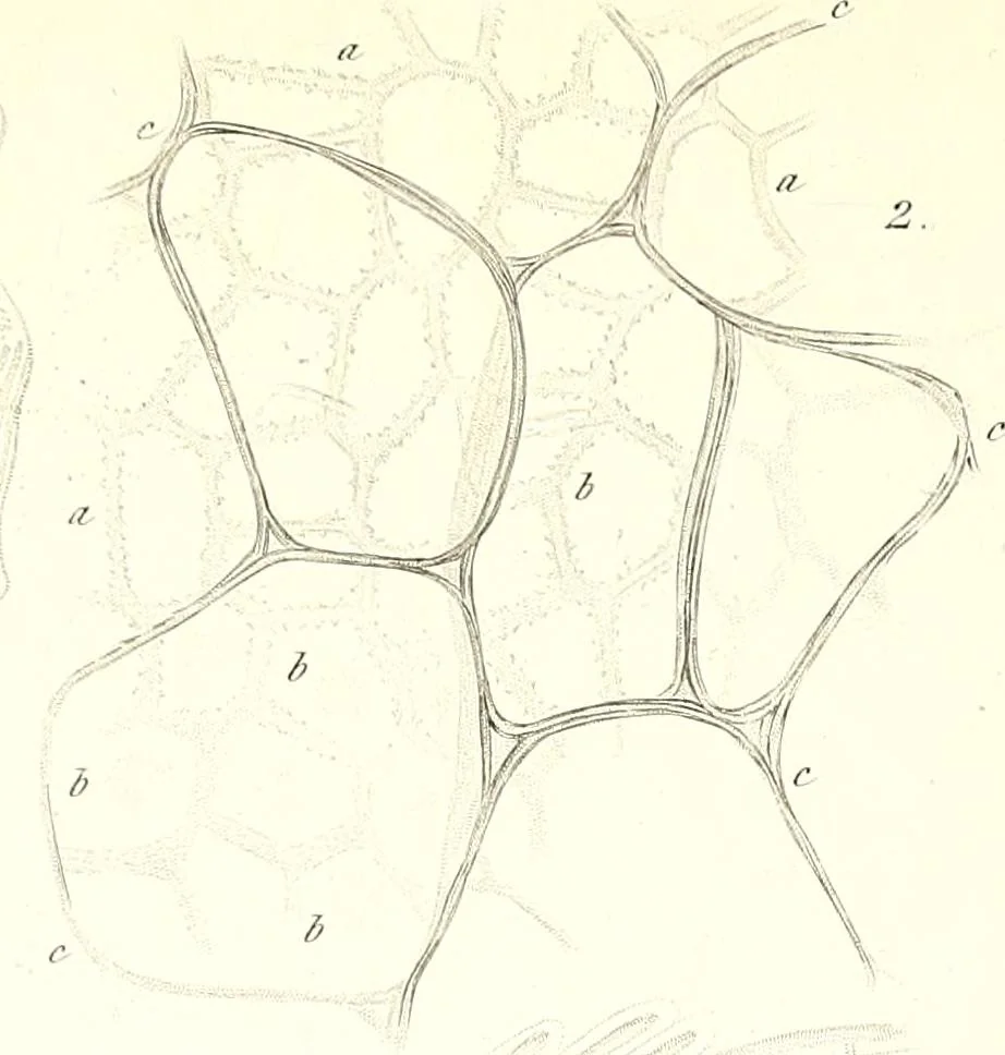 An illustration from Nouveau manuel complet de l'observateur au microscope, 1843, leaf 98
