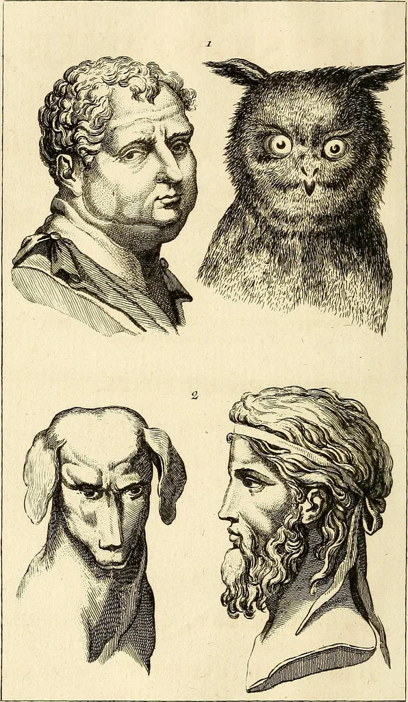 An illustration from Le Physionomiste, ou l'observateur de l'homme considéré sous les rapports de ses moeurs et de son caractère, d'après les traits du visage, les formes du corps, la démarche, la voix, le rire etc, etc, avec des rapprochements sur la ressemblance de divers individus, avec certains animaux, 1808, leaf 251