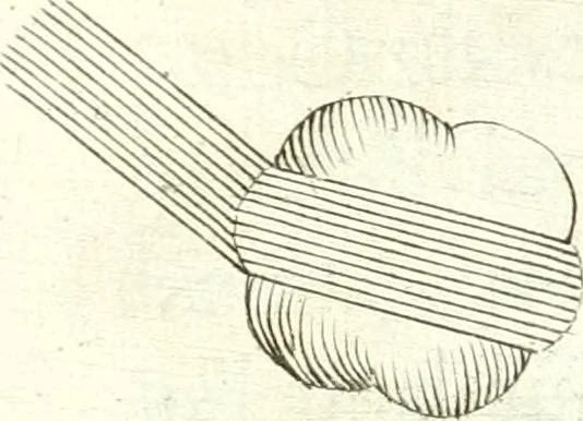 An illustration from Nouvelles observations et coniectvres svr l'iris, 1650, leaf 318