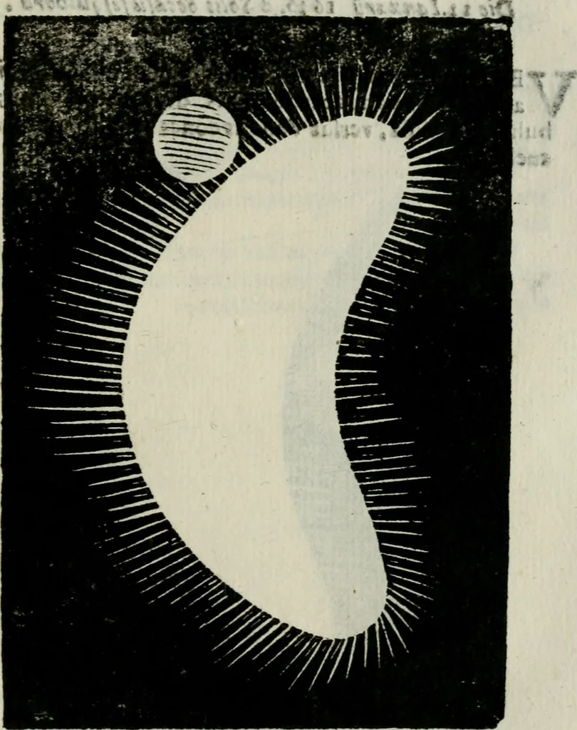 An illustration from Novae coelestium terrestriumq[ue] rerum observationes : et fortasse hactenus non uulgatae, 1646, leaf 114