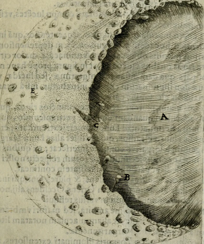 An illustration from Novae coelestium terrestriumq[ue] rerum observationes : et fortasse hactenus non uulgatae, 1646, leaf 54