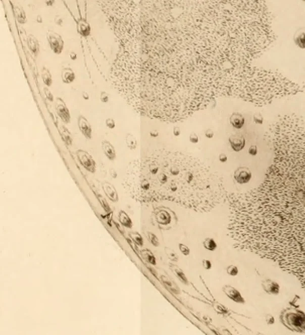 An illustration from Novae coelestium terrestriumq[ue] rerum observationes : et fortasse hactenus non uulgatae, 1646, leaf 57