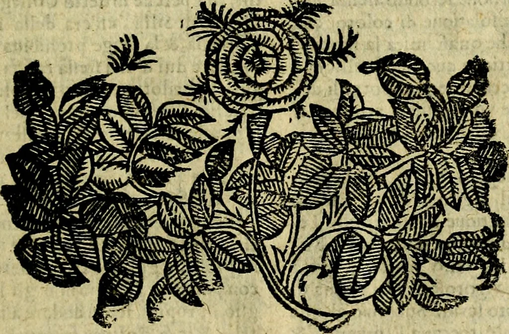 An illustration from Nova iconologia, 1618, leaf 594
