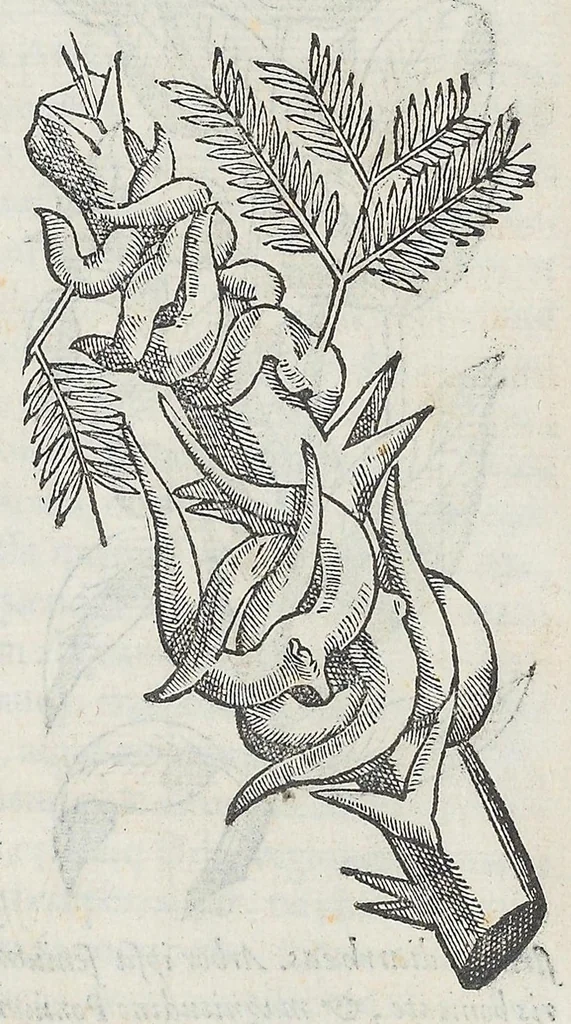 An illustration from Nova plantarum, animalium et mineralium Mexicanorum historia, 1651, leaf 110