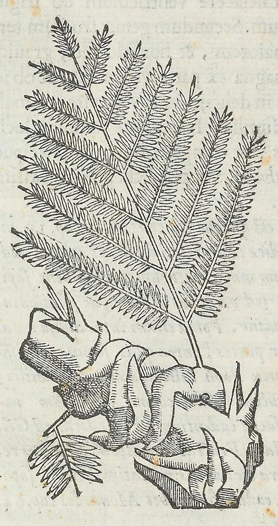An illustration from Nova plantarum, animalium et mineralium Mexicanorum historia, 1651, leaf 110