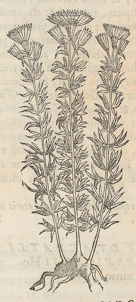 An illustration from Nova plantarum, animalium et mineralium Mexicanorum historia, 1651, leaf 129