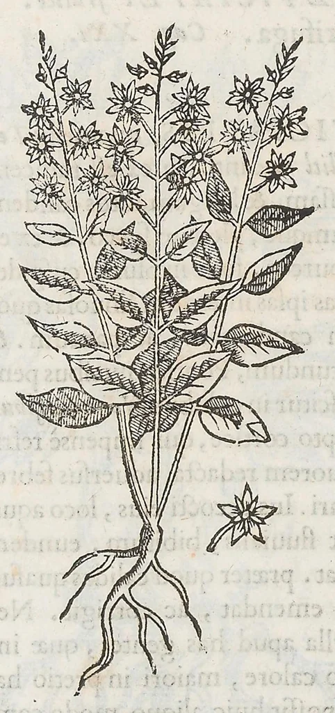 An illustration from Nova plantarum, animalium et mineralium Mexicanorum historia, 1651, leaf 139