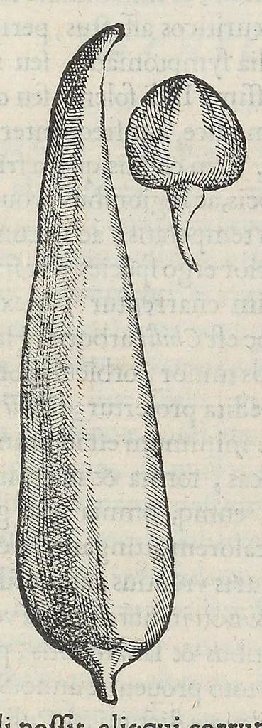 An illustration from Nova plantarum, animalium et mineralium Mexicanorum historia, 1651, leaf 160