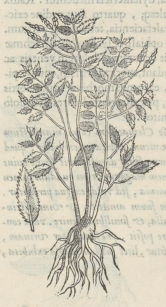 An illustration from Nova plantarum, animalium et mineralium Mexicanorum historia, 1651, leaf 166