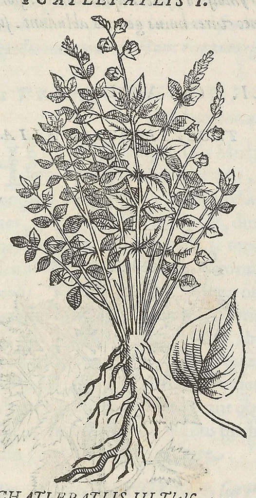 An illustration from Nova plantarum, animalium et mineralium Mexicanorum historia, 1651, leaf 174