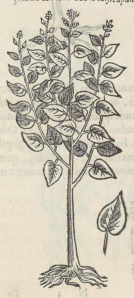 An illustration from Nova plantarum, animalium et mineralium Mexicanorum historia, 1651, leaf 174