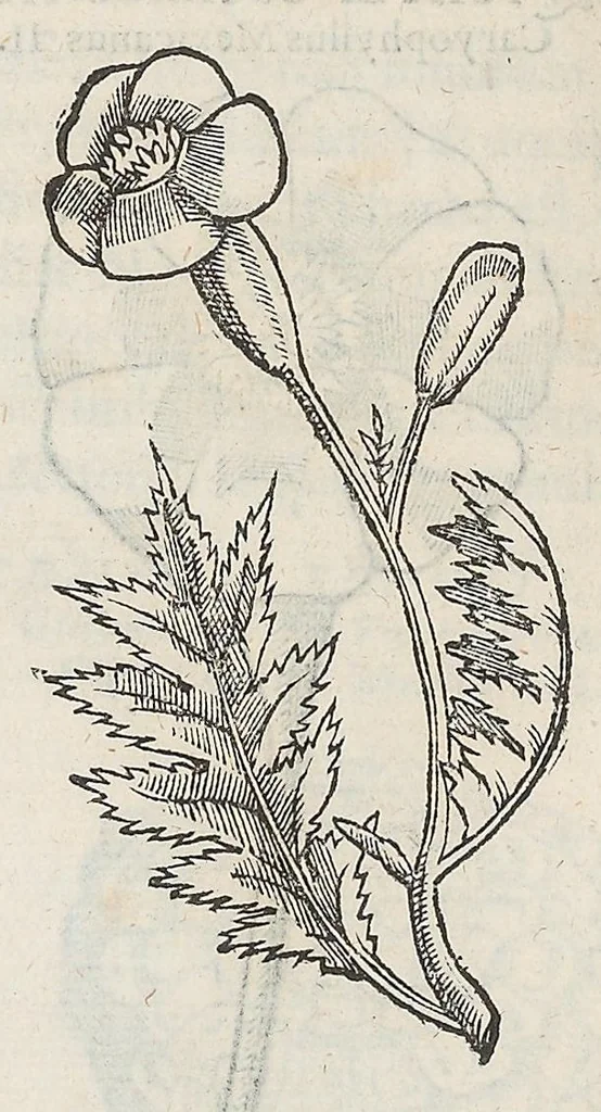 An illustration from Nova plantarum, animalium et mineralium Mexicanorum historia, 1651, leaf 180