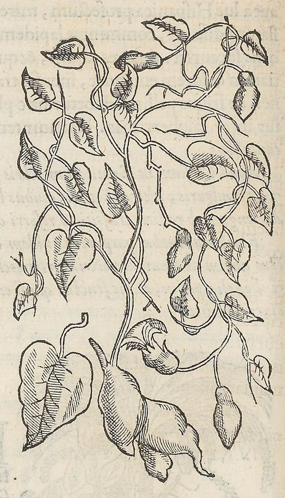 An illustration from Nova plantarum, animalium et mineralium Mexicanorum historia, 1651, leaf 188