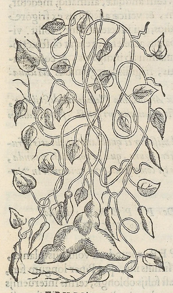 An illustration from Nova plantarum, animalium et mineralium Mexicanorum historia, 1651, leaf 188