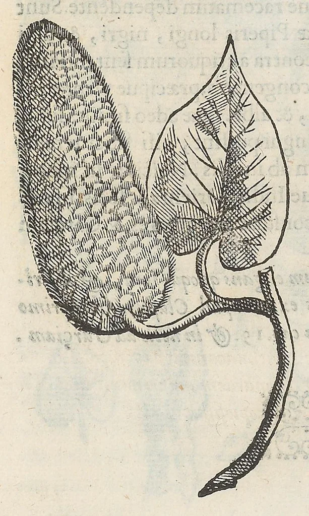 An illustration from Nova plantarum, animalium et mineralium Mexicanorum historia, 1651, leaf 188