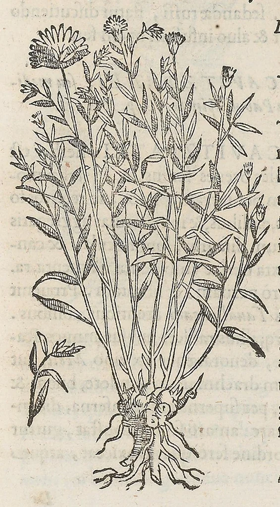 An illustration from Nova plantarum, animalium et mineralium Mexicanorum historia, 1651, leaf 221