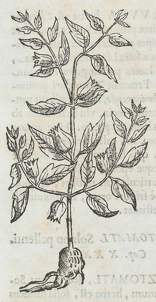 An illustration from Nova plantarum, animalium et mineralium Mexicanorum historia, 1651, leaf 228