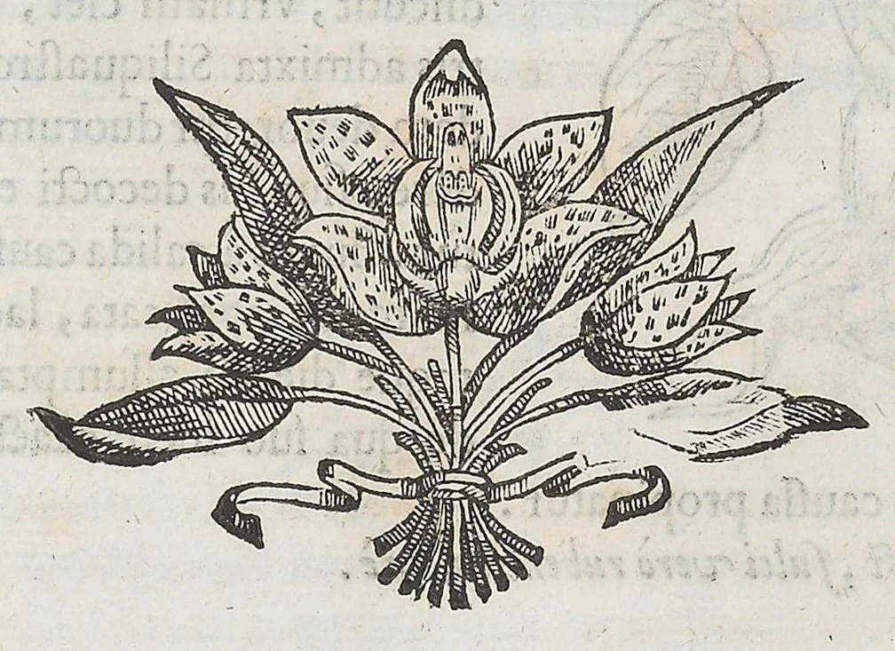 An illustration from Nova plantarum, animalium et mineralium Mexicanorum historia, 1651, leaf 228