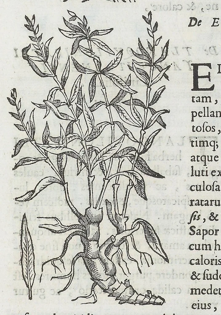 An illustration from Nova plantarum, animalium et mineralium Mexicanorum historia, 1651, leaf 234
