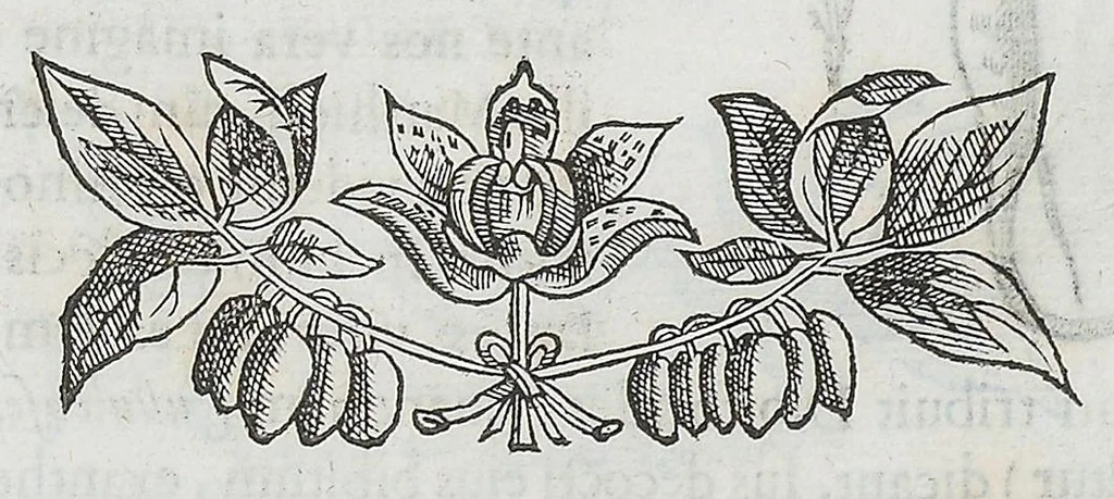 An illustration from Nova plantarum, animalium et mineralium Mexicanorum historia, 1651, leaf 255