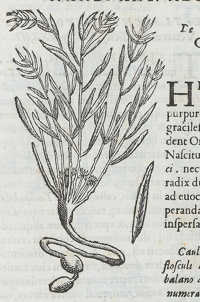 An illustration from Nova plantarum, animalium et mineralium Mexicanorum historia, 1651, leaf 261