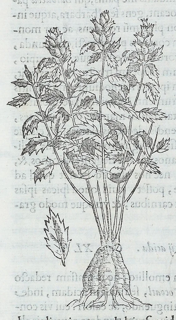 An illustration from Nova plantarum, animalium et mineralium Mexicanorum historia, 1651, leaf 272