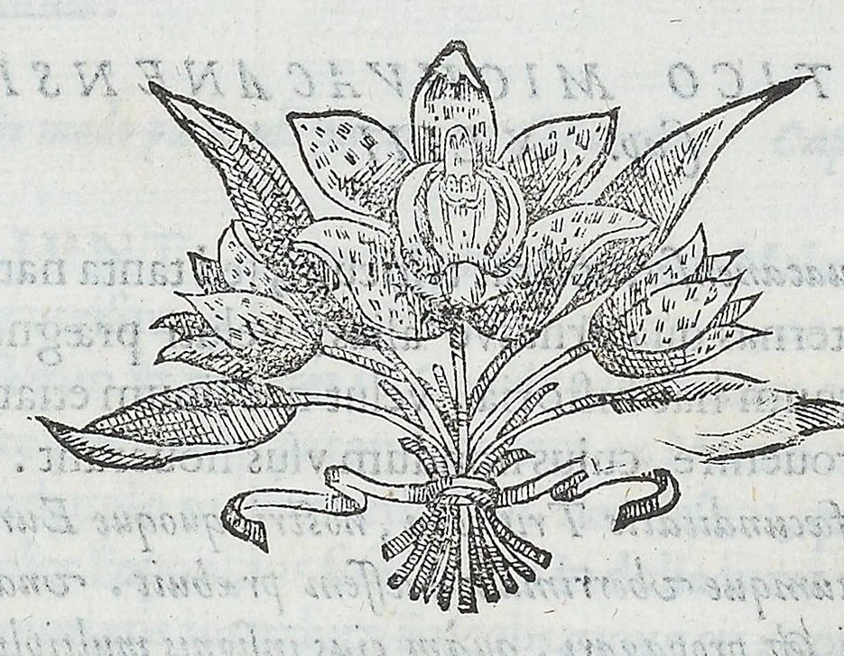An illustration from Nova plantarum, animalium et mineralium Mexicanorum historia, 1651, leaf 272