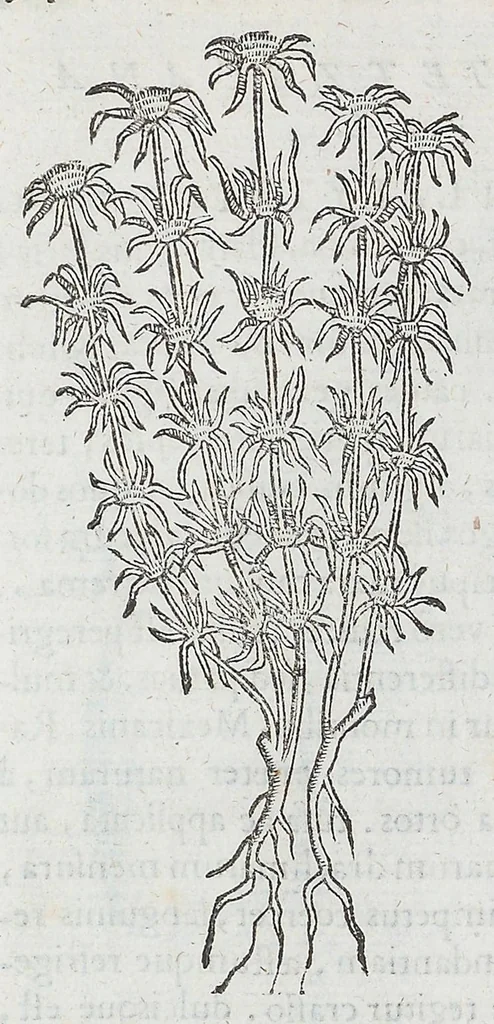 An illustration from Nova plantarum, animalium et mineralium Mexicanorum historia, 1651, leaf 278