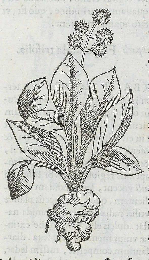 An illustration from Nova plantarum, animalium et mineralium Mexicanorum historia, 1651, leaf 278