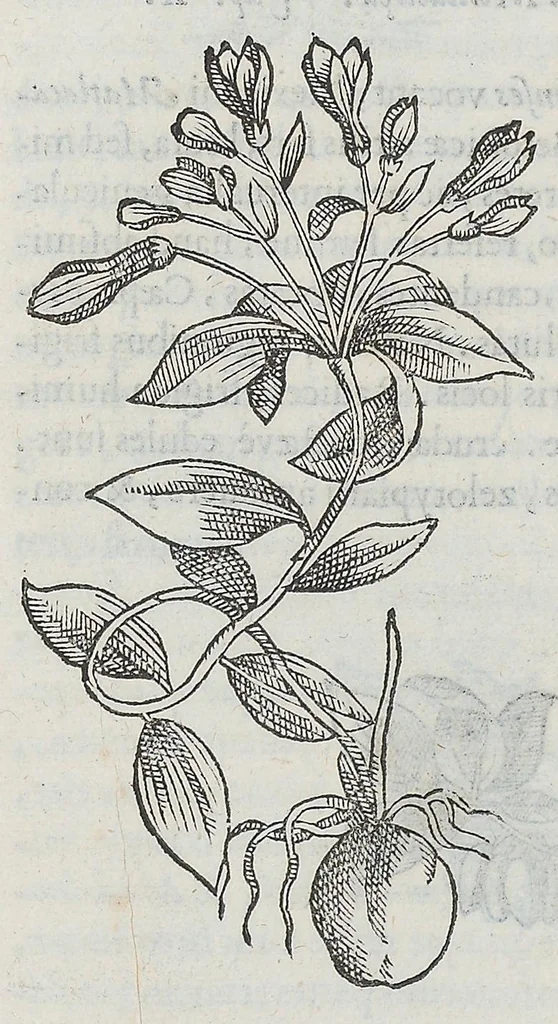 An illustration from Nova plantarum, animalium et mineralium Mexicanorum historia, 1651, leaf 291