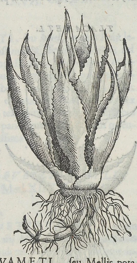 An illustration from Nova plantarum, animalium et mineralium Mexicanorum historia, 1651, leaf 297